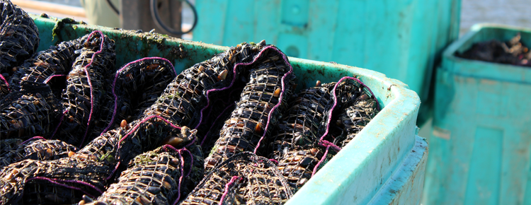 Go Deep Mussel Farm Sock Shellfish Farming Techniques Socking Product