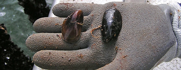 Harvesting and Processing Mussels Banner