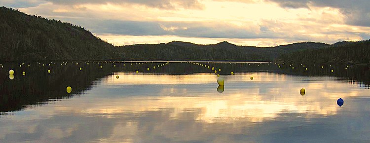 Mussel Farm Marker Buoys