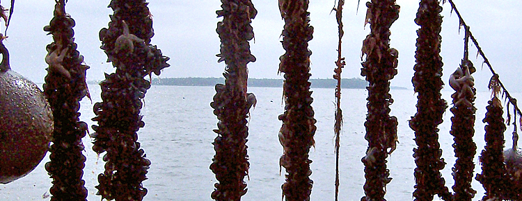 Mussel Farming Methods | Growing Mussels