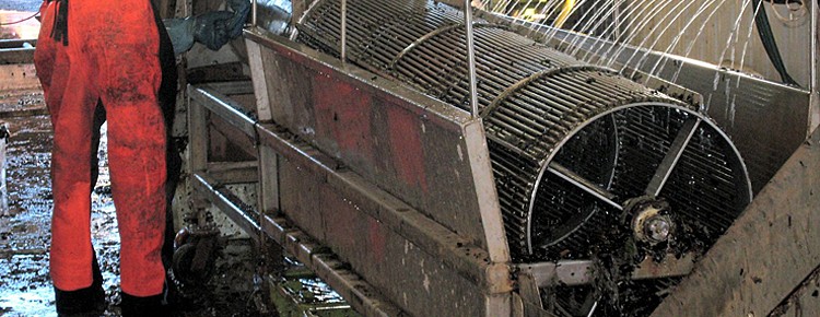 Mussel Seed Grading in a Mussel Grader