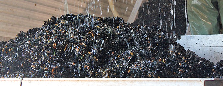 Mussel Seed Spat Collection