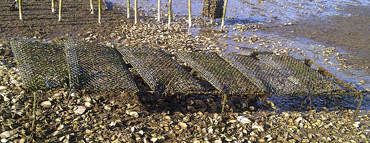 Off Bottom Oyster Culture in Rack and Bag Systems Banner