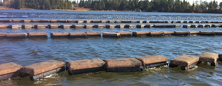 A) Floating oyster bags anchored to the bottom of the farm lease. (B)